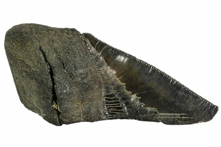 Partial Fossil Megalodon Tooth - Serrated #106935